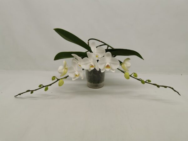 2-Branches White