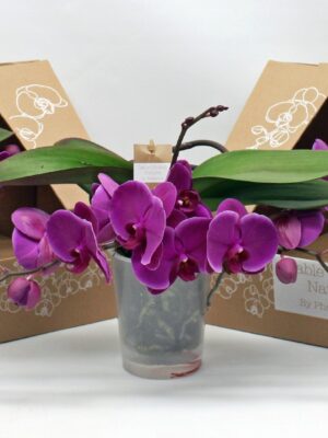 2-Branches Purple