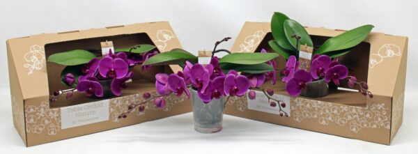 2-Branches Purple