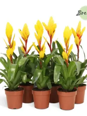 Vriesea Yellow