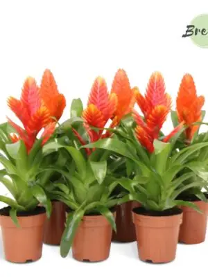 Vriesea Orange