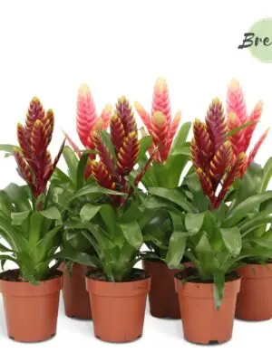 Vriesea Pink/Purple