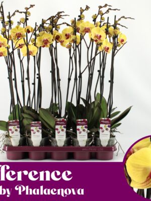 2-Branches Yellow