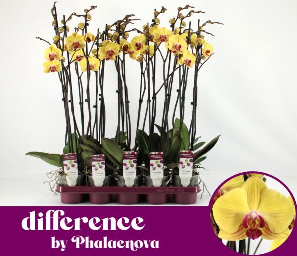 2-Branches Yellow