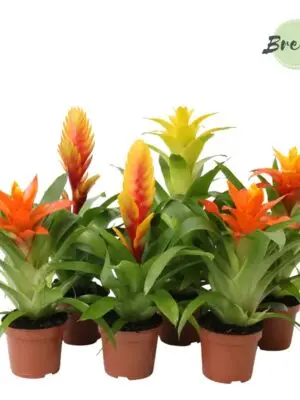 Yellow/orange