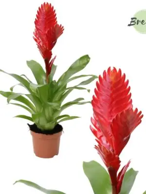 Vriesea Christiane