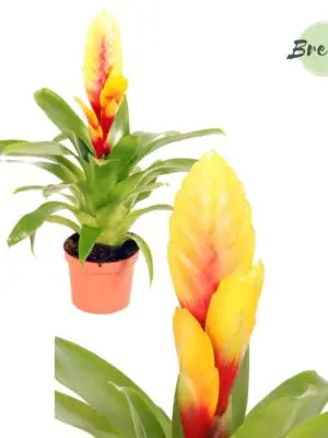 Vriesea Delphinus