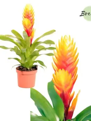 Vriesea El Dorado