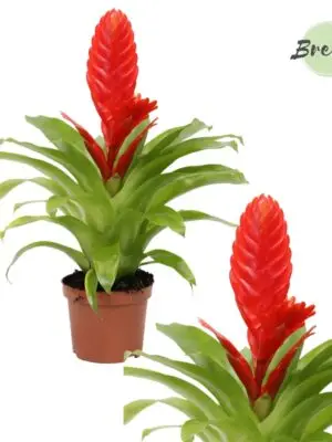 Vriesea Kallisto