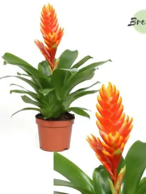 Vriesea Sparkle