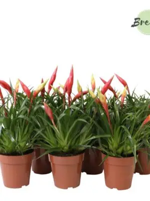Vriesea Multiflower mix