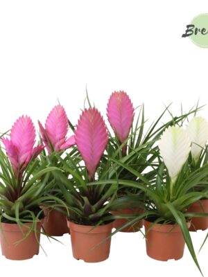 Pink/white