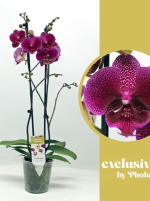 2-Branch Purple