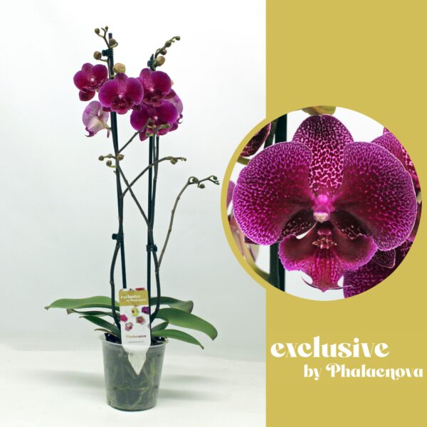 2-Branch Purple