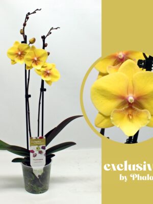 2-Branches Yellow