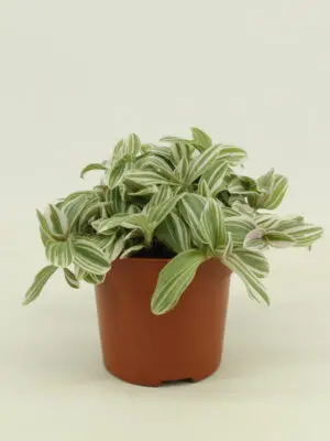 Tradescantia Tenderness