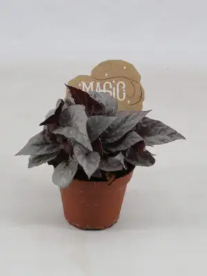 null