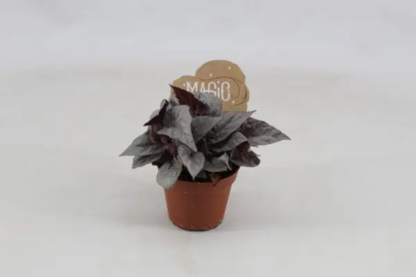 null