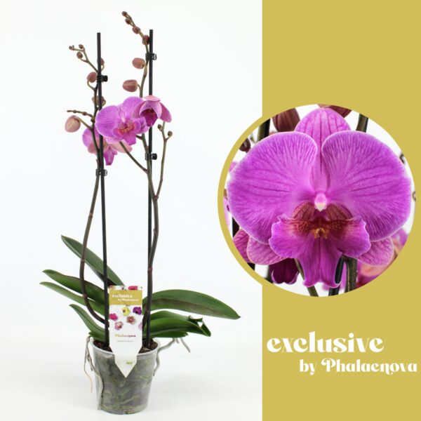 2-Branches Purple