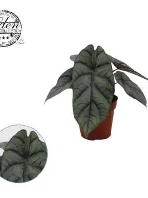 Alocasia Nebula Hybride