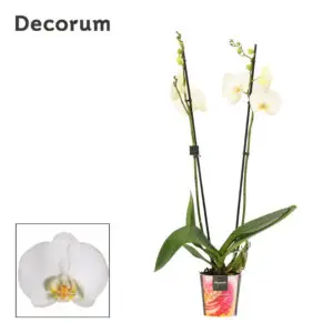 Phalaenopsis