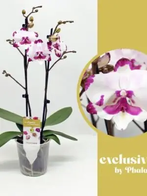 2-Branches White/Purple