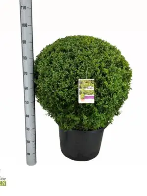 Ball