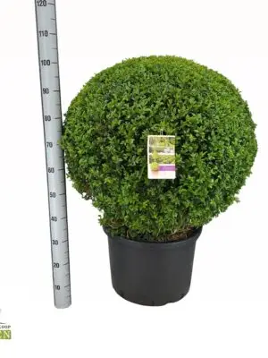Ball