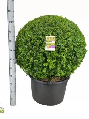 Ball