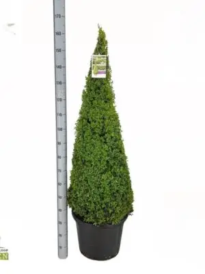 Pyramide