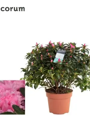 Bush