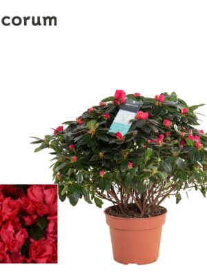 Bush