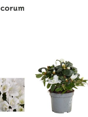 Bush
