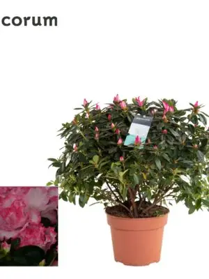Bush