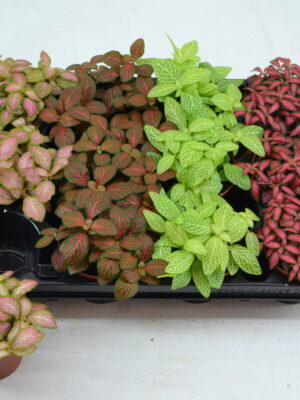 Tuft/ 4 colors