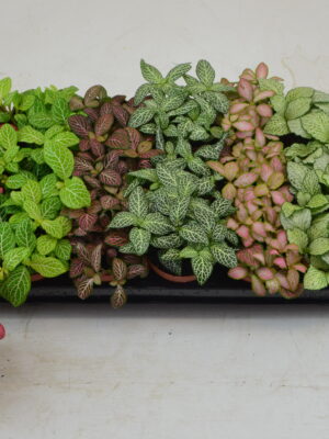 Tuft/ 7 colors