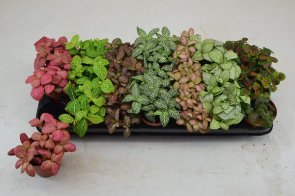 Tuft/ 7 colors