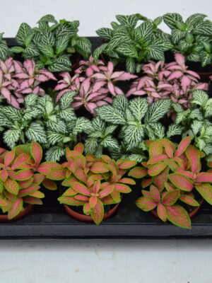 Tuft/ 4 colors