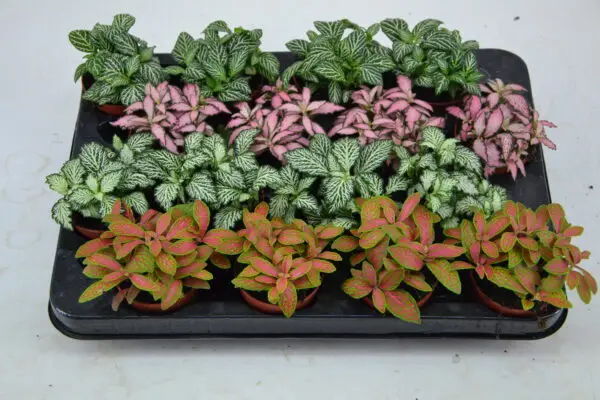 Tuft/ 4 colors