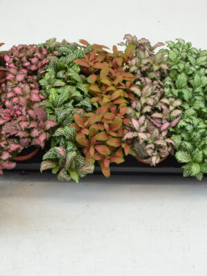 Tuft/ 7 colors