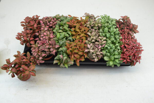 Tuft/ 7 colors