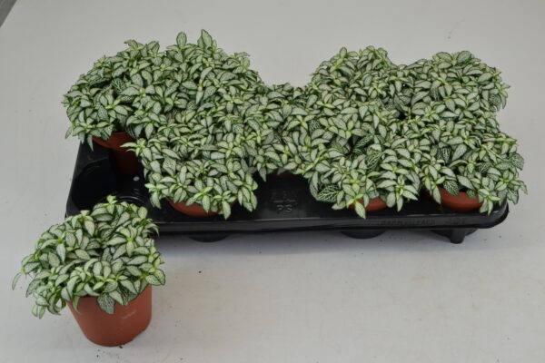 Tuft