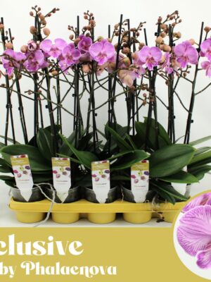 2-Branches Pink