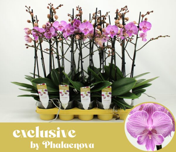 2-Branches Pink