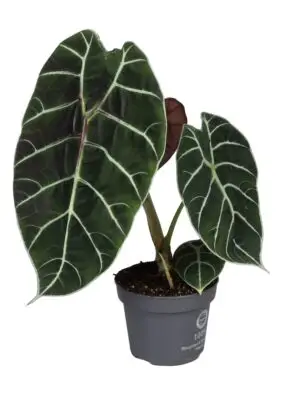 Alocasia Watsoniana Pride Of Cup