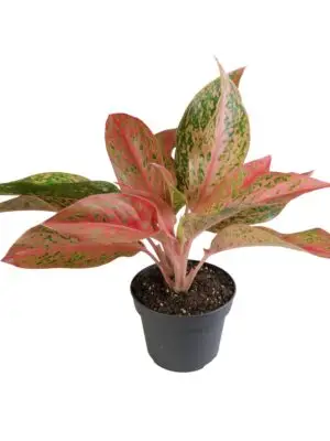 Aglaonema Crete Fire