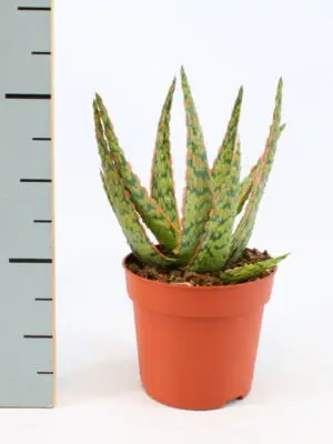 Aloe Hybride