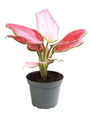Aglaonema Red Dragon