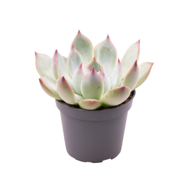 null