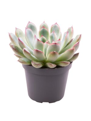 null